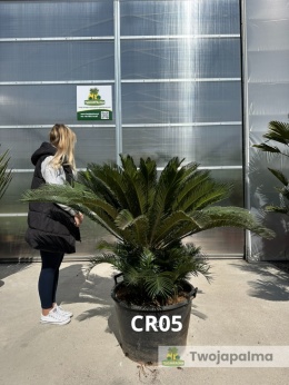 Cycas revoluta - wys. całkowita: ok. 130cm
