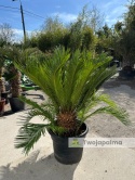Cycas revoluta - wys. całkowita: ok. 120cm
