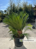 Cycas revoluta - wys. całkowita: ok. 120cm