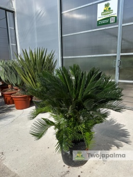 Cycas revoluta - wys. całkowita: ok. 120cm