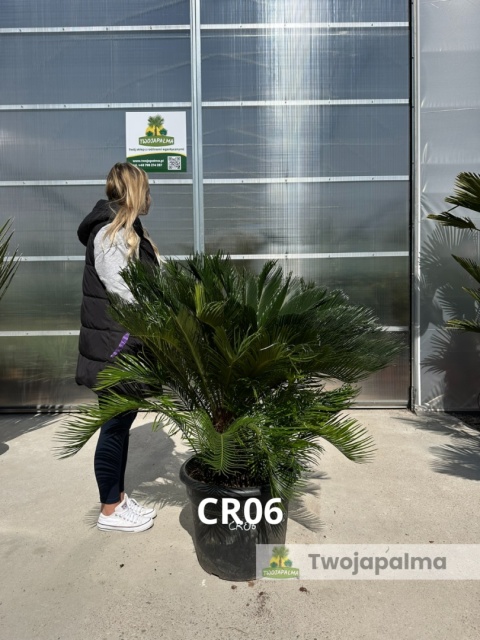 Cycas revoluta - wys. całkowita: ok. 120cm