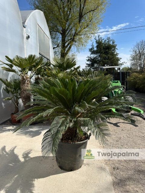 Cycas revoluta - wys. całkowita: ok. 140cm
