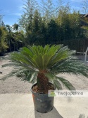 Cycas revoluta - wys. całkowita: ok. 140cm