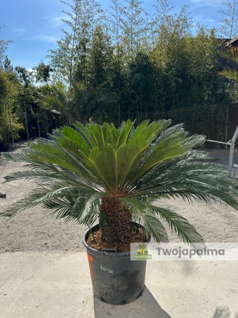 Cycas revoluta - wys. całkowita: ok. 140cm