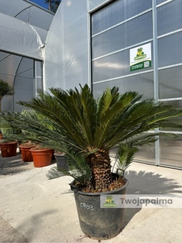 Cycas revoluta - wys. całkowita: ok. 140cm