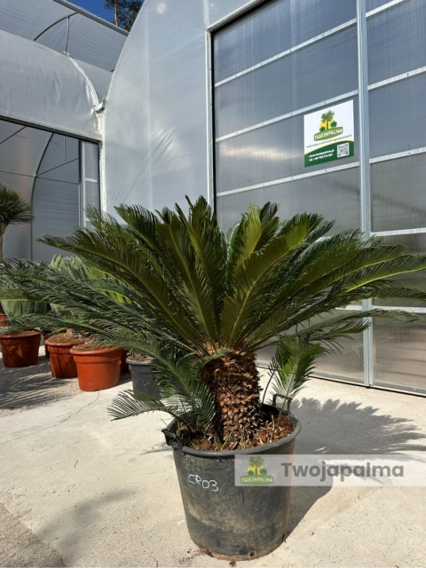 Cycas revoluta - wys. całkowita: ok. 140cm