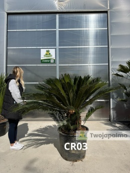 Cycas revoluta - wys. całkowita: ok. 140cm