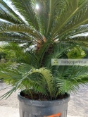Cycas revoluta - wys. całkowita: ok. 210cm