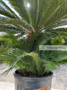 Cycas revoluta - wys. całkowita: ok. 210cm