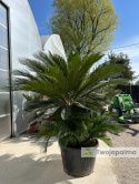 Cycas revoluta - wys. całkowita: ok. 210cm