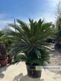 Cycas revoluta - wys. całkowita: ok. 210cm