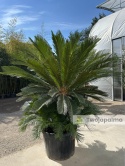 Cycas revoluta - wys. całkowita: ok. 210cm