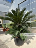 Cycas revoluta - wys. całkowita: ok. 210cm