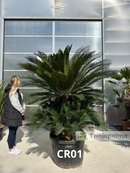 Cycas revoluta - wys. całkowita: ok. 210cm