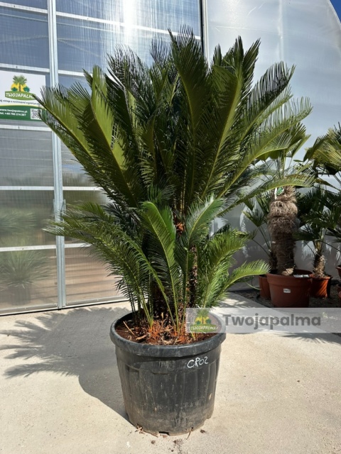 Cycas revoluta - wys. całkowita: ok. 190cm