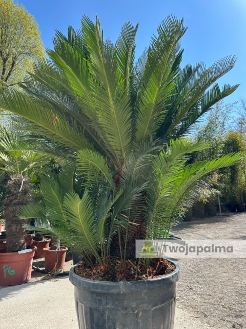 Cycas revoluta - wys. całkowita: ok. 190cm
