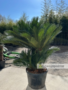 Cycas revoluta - wys. całkowita: ok. 190cm