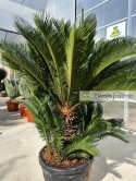 Cycas revoluta - wys. całkowita: ok. 190cm