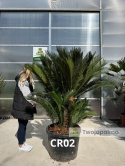 Cycas revoluta - wys. całkowita: ok. 190cm