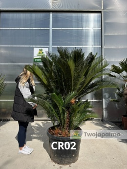 Cycas revoluta - wys. całkowita: ok. 190cm