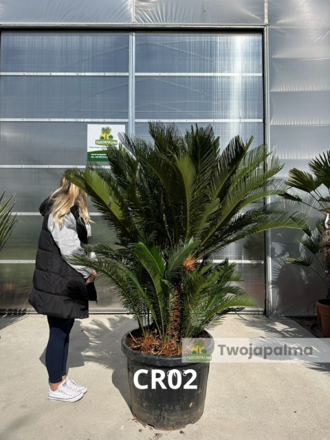 Cycas revoluta - wys. całkowita: ok. 190cm