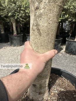 Drzewo Oliwne, Oliwka europejska (Olea europaea) wys. całkowita 170-180cm