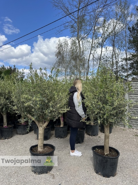 Drzewo Oliwne, Oliwka europejska (Olea europaea) wys. całkowita 170-180cm