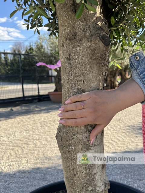 Drzewo Oliwne, Oliwka europejska (Olea europaea) wys. całkowita ok. 200cm