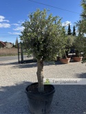 Drzewo Oliwne, Oliwka europejska (Olea europaea) wys. całkowita ok. 200cm