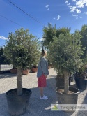Drzewo Oliwne, Oliwka europejska (Olea europaea) wys. całkowita ok. 200cm