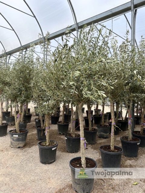 Drzewo Oliwne, Oliwka europejska (Olea europaea) wys. całkowita 180-200cm