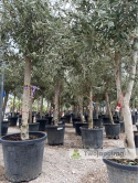 Drzewo Oliwne, Oliwka europejska (Olea europaea) wys. całkowita 180-200cm
