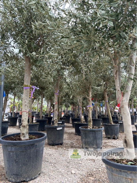 Drzewo Oliwne, Oliwka europejska (Olea europaea) wys. całkowita 180-200cm