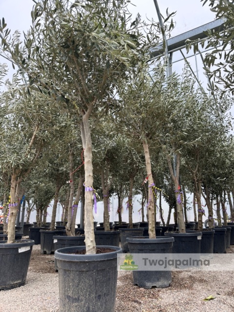 Drzewo Oliwne, Oliwka europejska (Olea europaea) wys. całkowita 180-200cm
