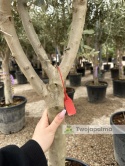 Drzewo Oliwne, Oliwka europejska (Olea europaea) wys. całkowita 180-200cm