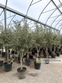Drzewo Oliwne, Oliwka europejska (Olea europaea) wys. całkowita 180-200cm