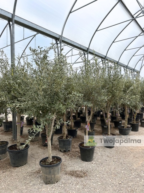 Drzewo Oliwne, Oliwka europejska (Olea europaea) wys. całkowita 180-200cm