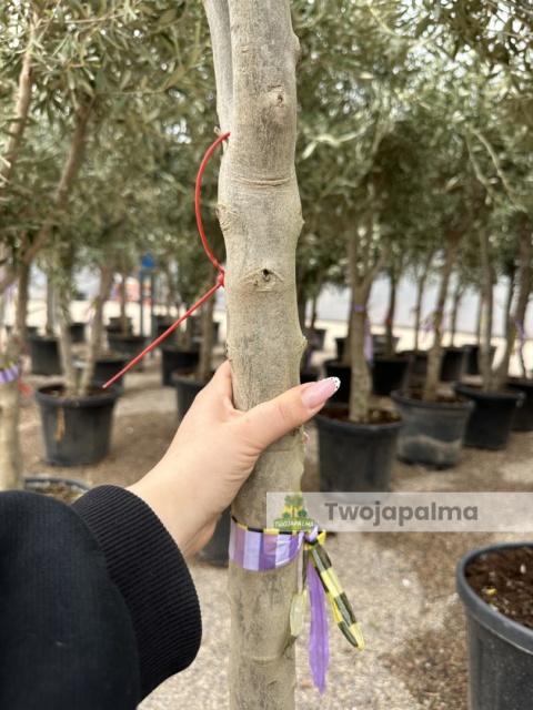 Drzewo Oliwne, Oliwka europejska (Olea europaea) wys. całkowita 180-200cm