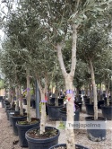 Drzewo Oliwne, Oliwka europejska (Olea europaea) wys. całkowita 180-200cm