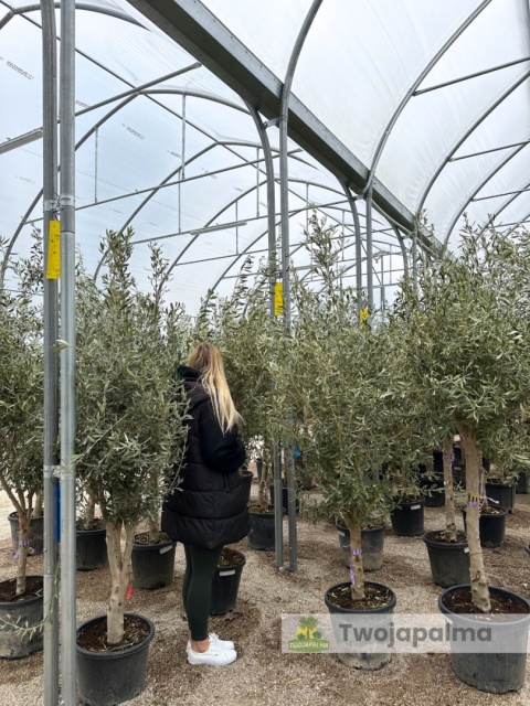 Drzewo Oliwne, Oliwka europejska (Olea europaea) wys. całkowita 180-200cm