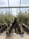 Drzewo Oliwne, Oliwka europejska (Olea europaea) wys. całkowita 180-200cm
