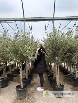 Drzewo-oliwne-olea-europaea-twojapalma-170-cm