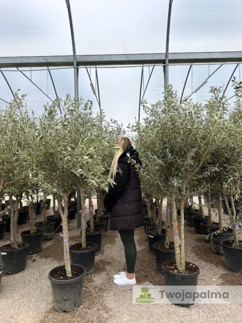 Drzewo Oliwne, Oliwka europejska (Olea europaea) wys. całkowita 180-200cm