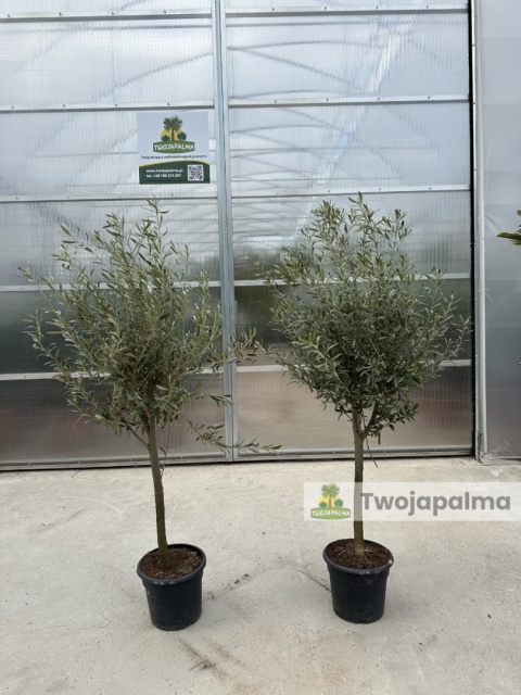 Drzewo Oliwne, Oliwka europejska (Olea europaea) wys. całkowita 140-160cm