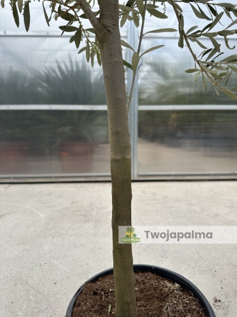 Drzewo Oliwne, Oliwka europejska (Olea europaea) wys. całkowita 140-160cm