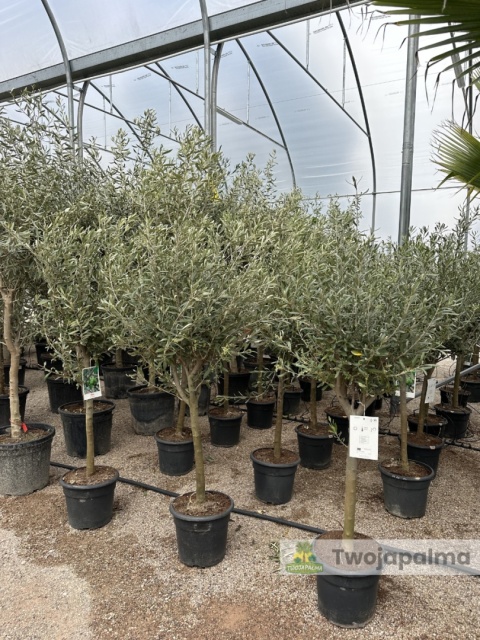 Drzewo Oliwne, Oliwka europejska (Olea europaea) wys. całkowita 140-160cm