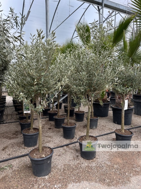 Drzewo Oliwne, Oliwka europejska (Olea europaea) wys. całkowita 140-160cm