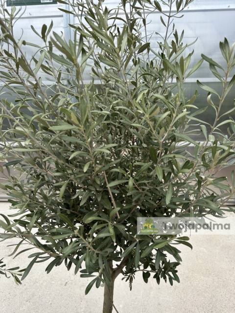 Drzewo Oliwne, Oliwka europejska (Olea europaea) wys. całkowita 140-160cm