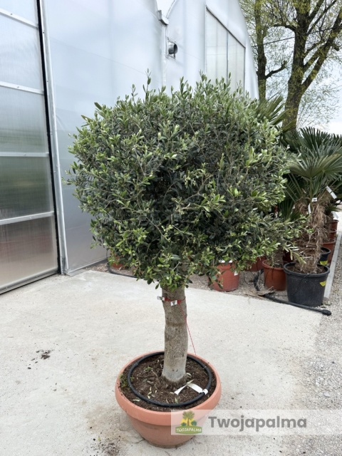 Drzewo Oliwne, Oliwka europejska (Olea europaea) wys. całkowita: ok. 170cm OE32