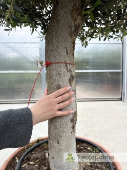 Drzewo Oliwne, Oliwka europejska (Olea europaea) wys. całkowita: ok. 170cm OE32